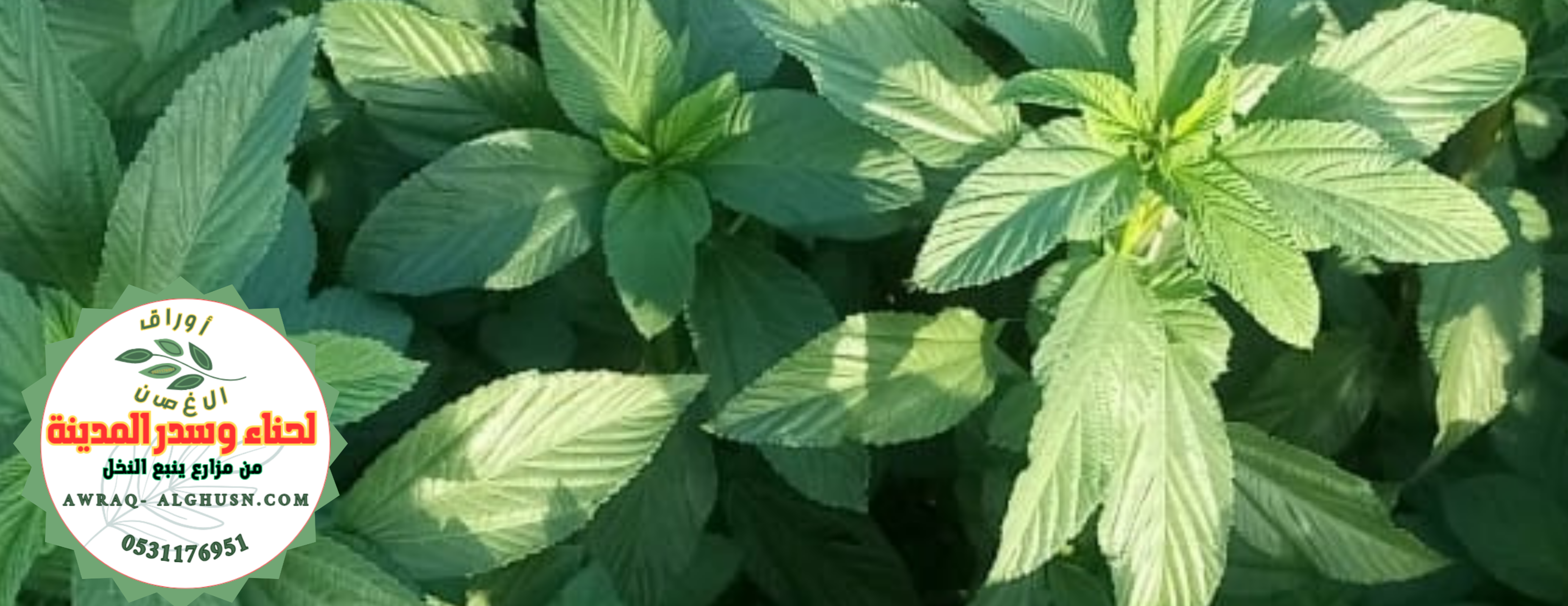أوراق الغصن 🌿🌿 لحناء وسدر المدينة image-slider-2