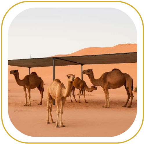 مظلات ابل وغنم