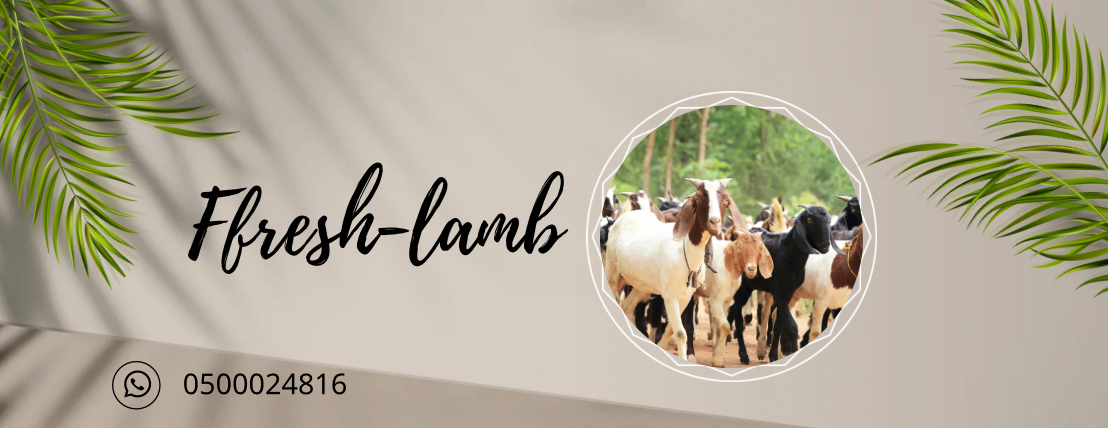 الخروف الطازج لتربية المواشي image-slider-1