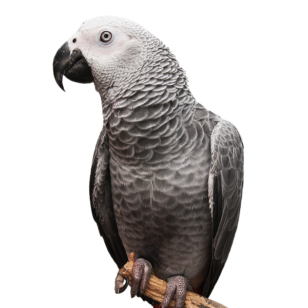 قسم الطيور image