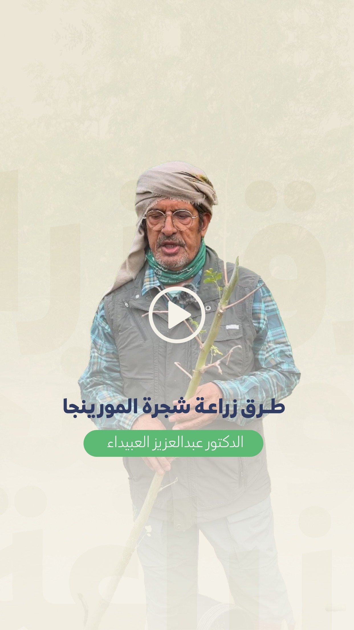 طرق زراعة شجرة المورينجا