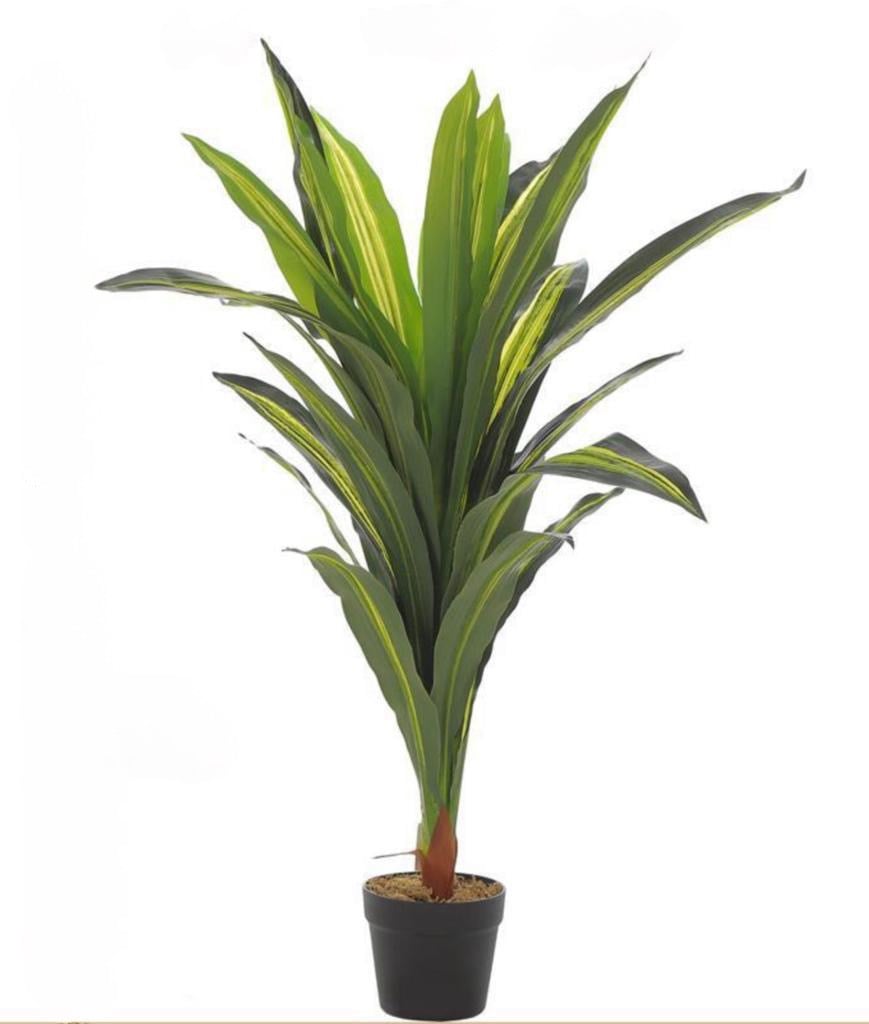 أشجار الزينه