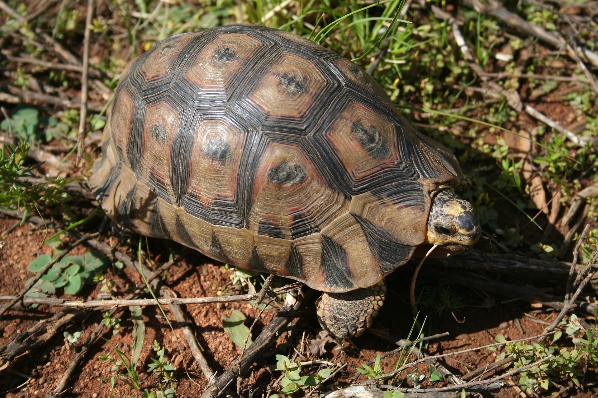 Link Image
