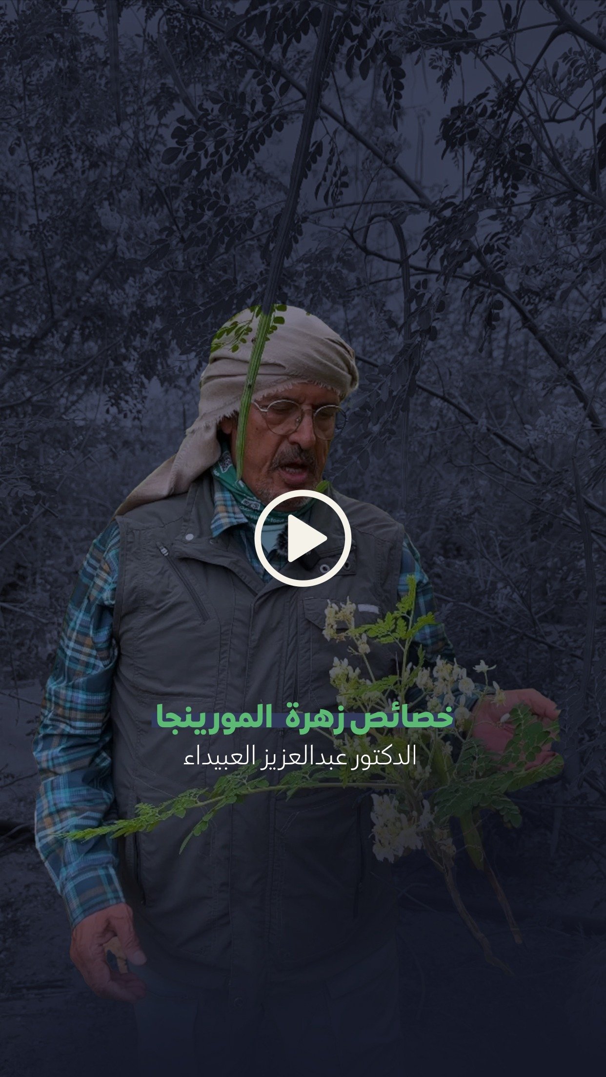 خصائص زهرة المورينجا