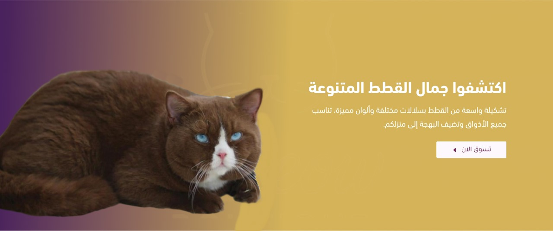 Meeow Boutique image-slider-0