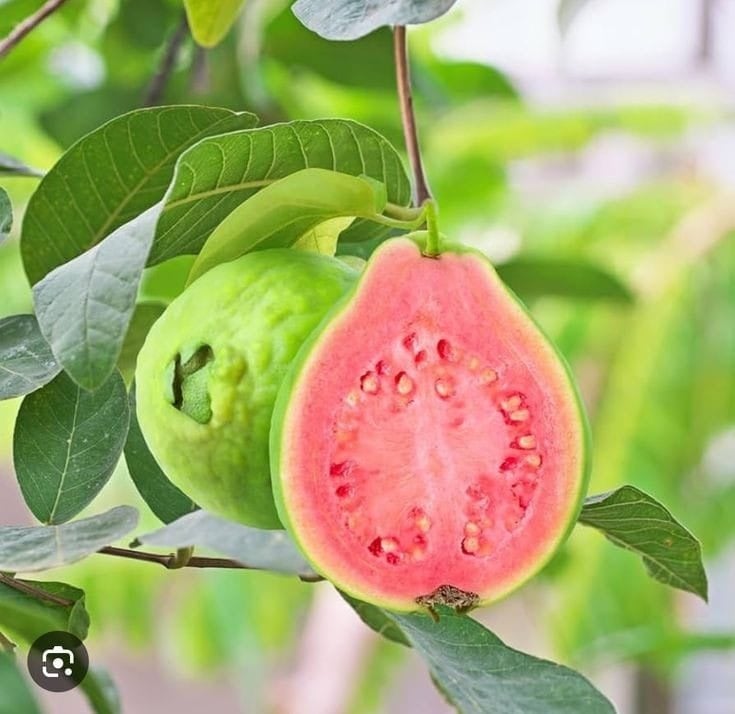 زيوت أساسية (أحادية)