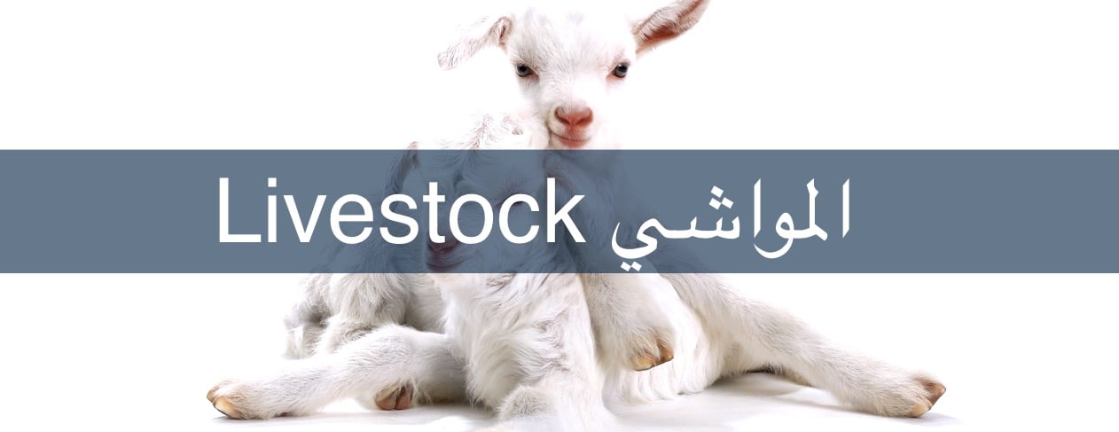 GVC مركز غران البيطري image-slider-3
