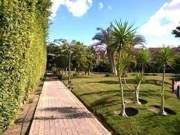 توريد وتركيب الاشجار