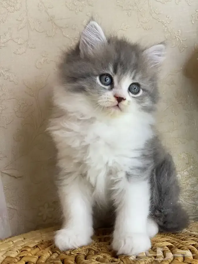 اشراق مصطفى