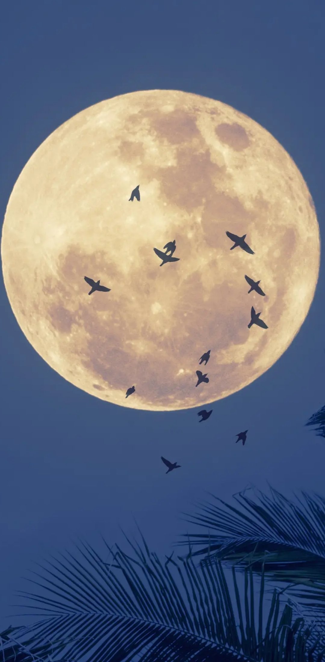 ماجد العتيبي