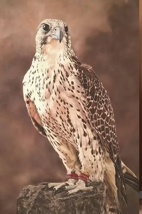 ساره العتيبي