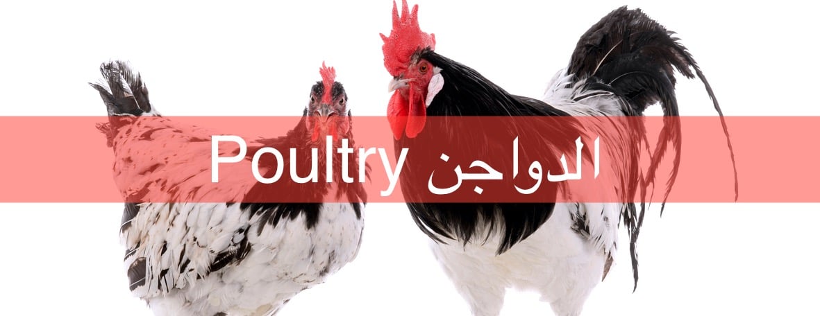 GVC مركز غران البيطري image-slider-4
