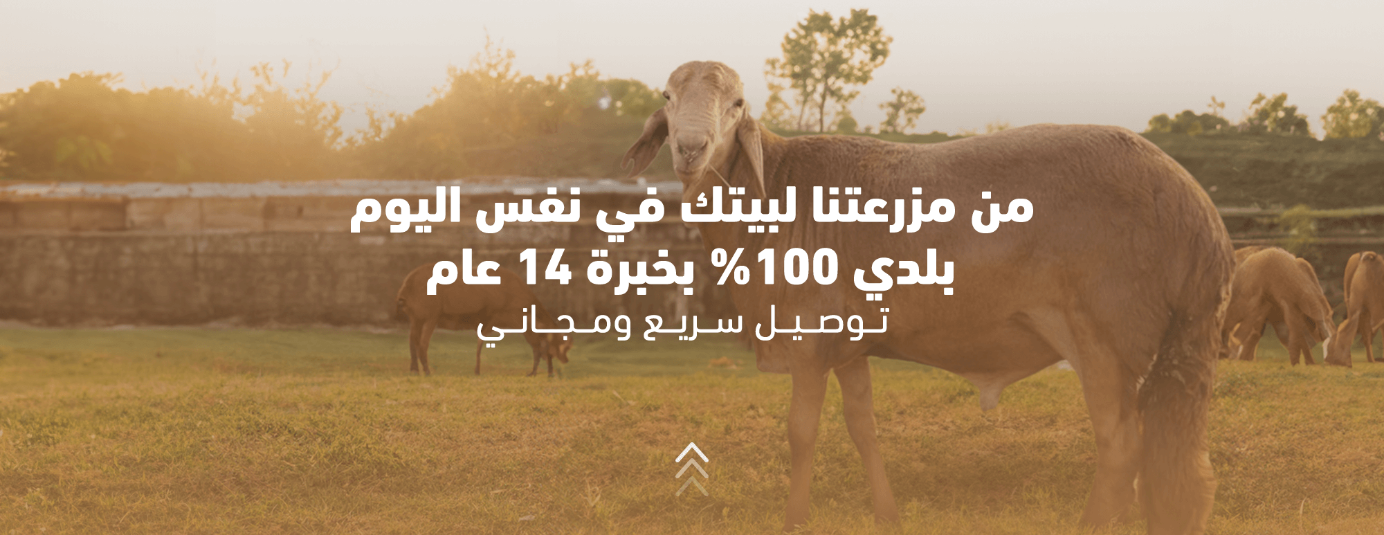 مزرعة الاغنام الريفية image-slider-2
