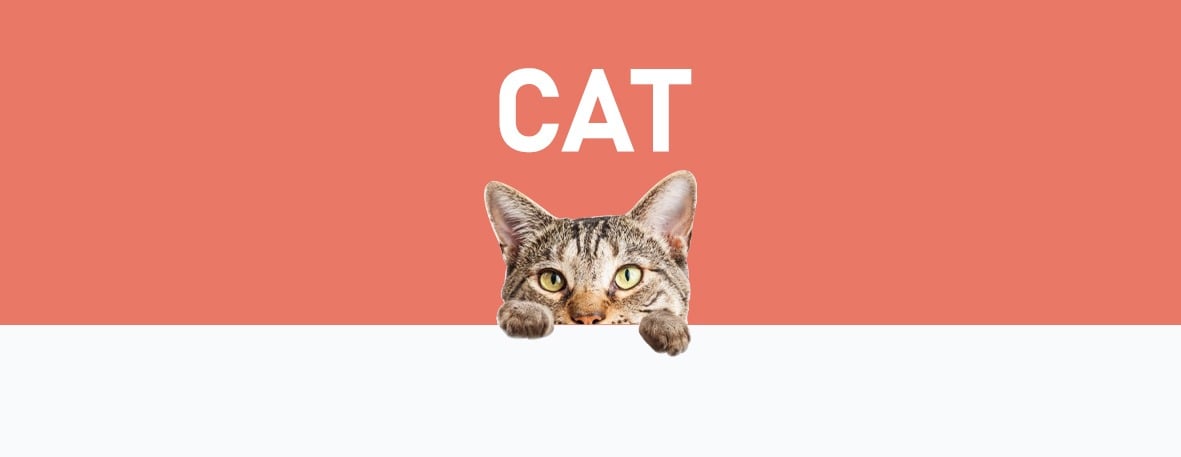 قطط | الرمل و مستلزماته