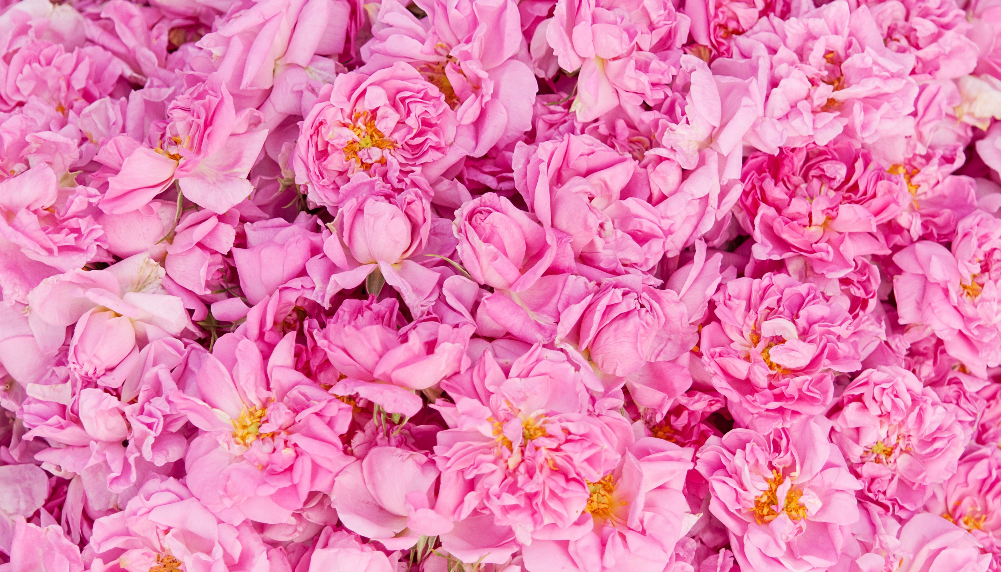 تصميم الورد الطائفي