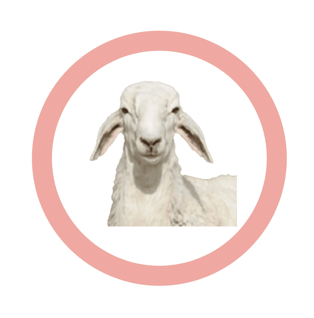 طازج