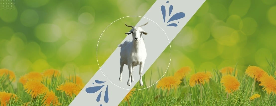 مراعي القاضي image-slider-3