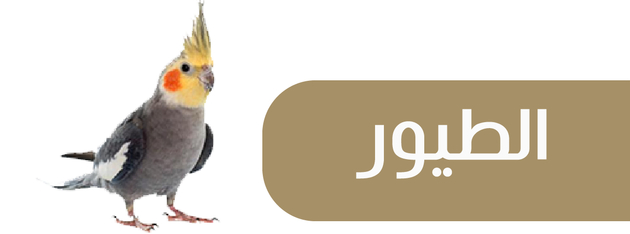 الطائر الذكي image-slider-0