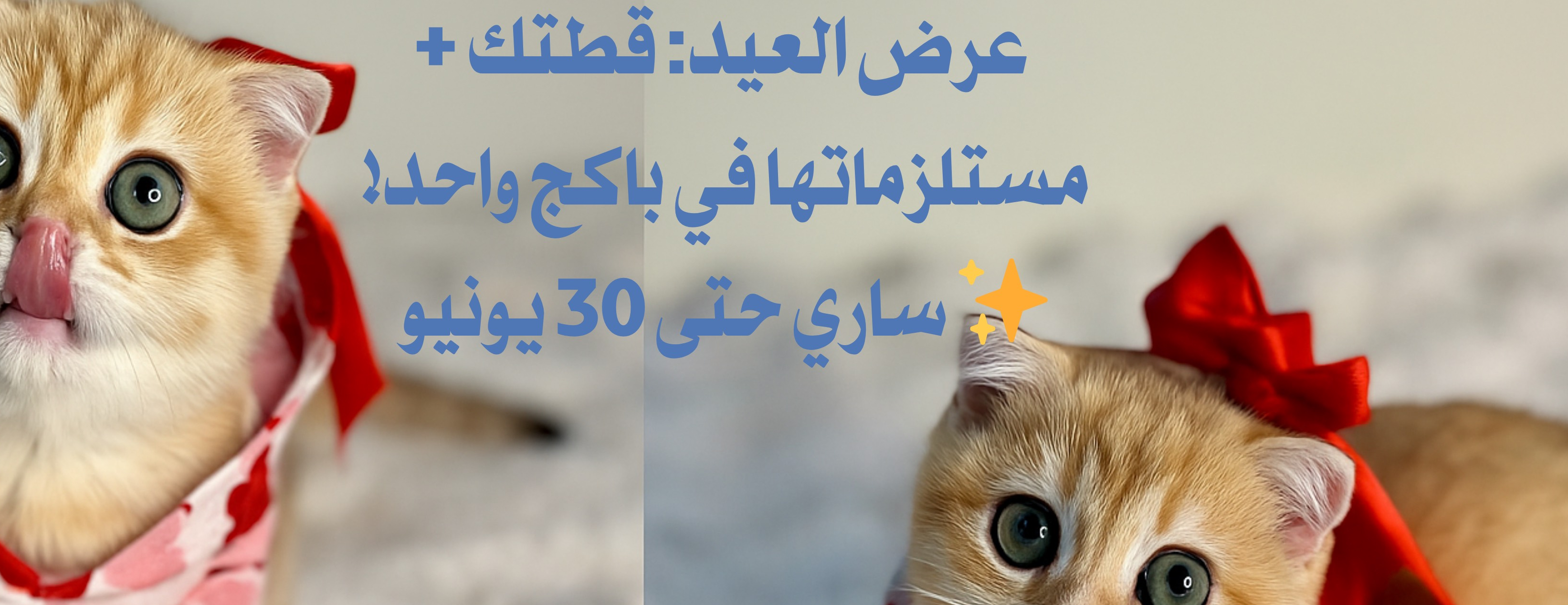 قطط مارشميلو image-slider-1