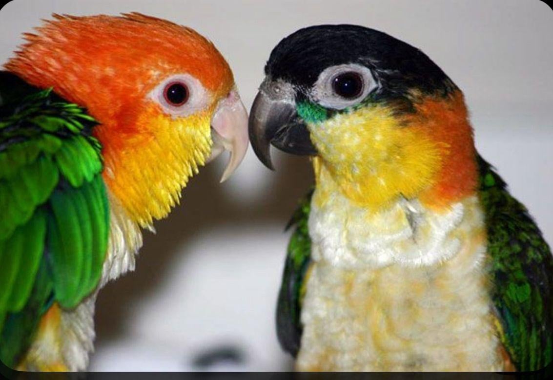 طيور الانتاج