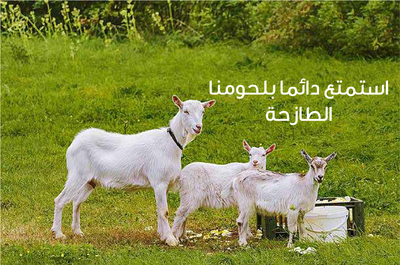 حلال image-slider-0