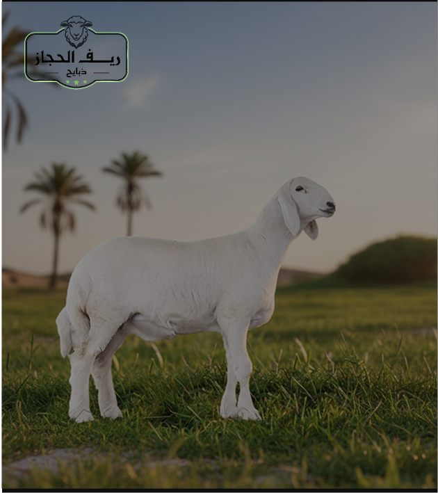 Special products slider