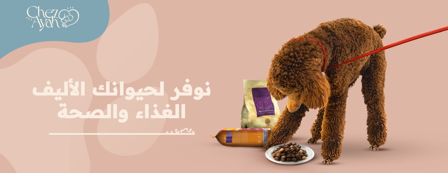 Chez Ayah Pet hotel & Daycare image-slider-2