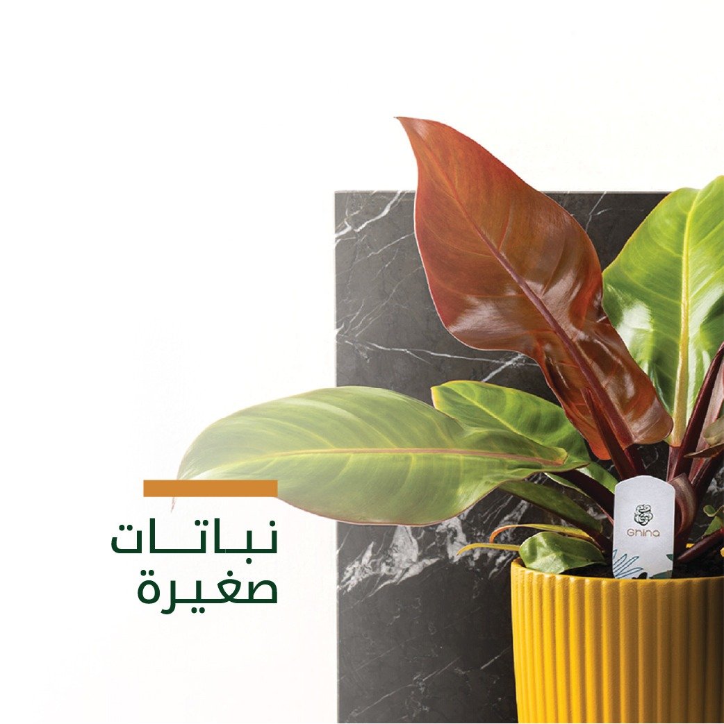 نباتات صغيرة