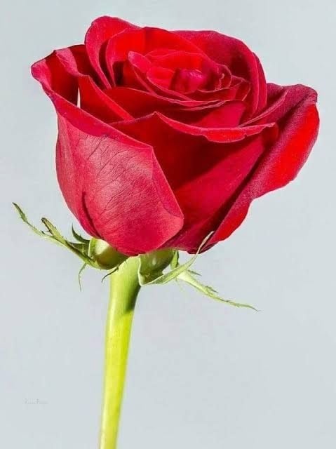 بشاير الجهني