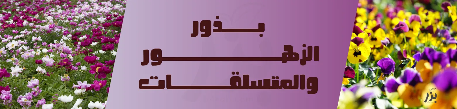بذور الزهور والمتسلقات