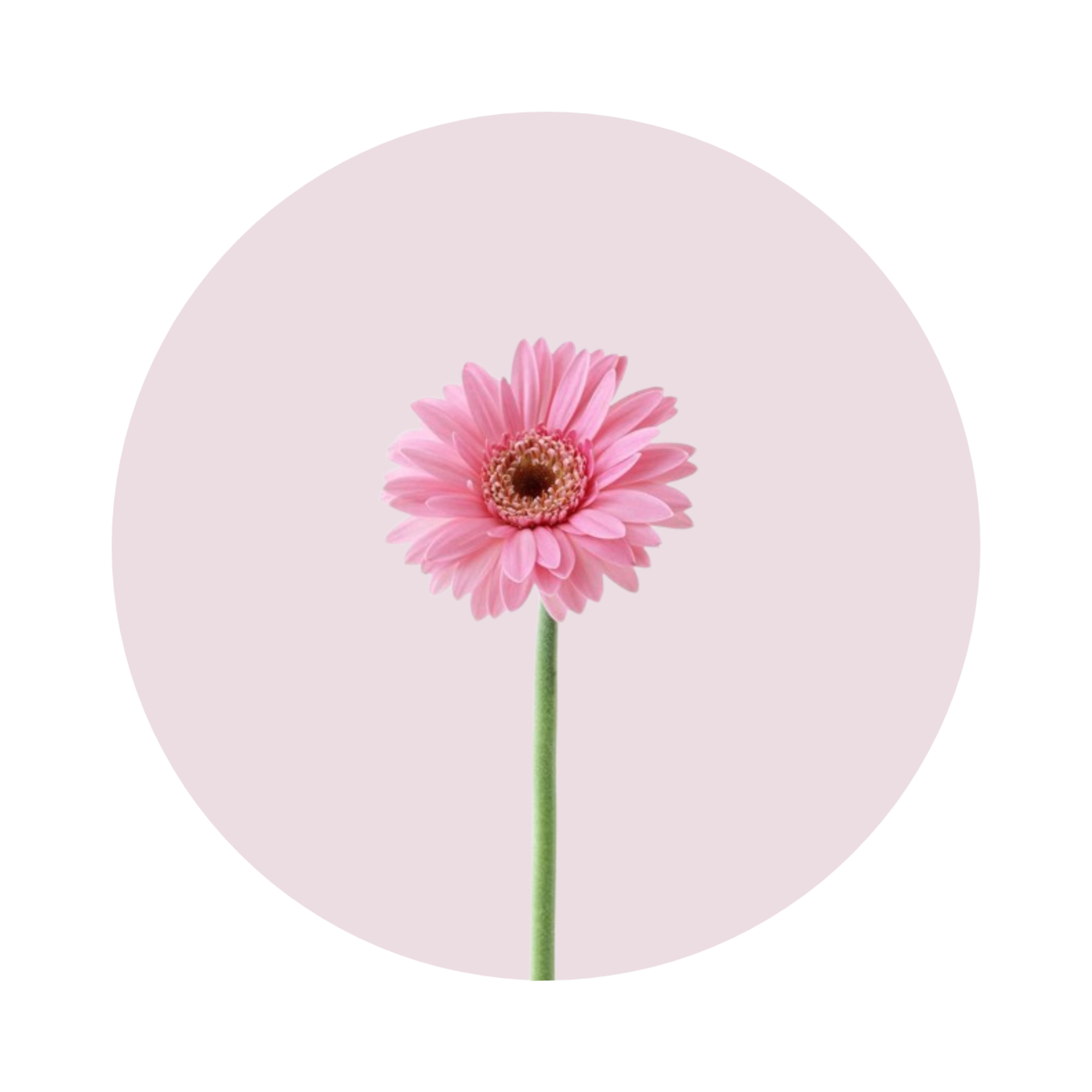 ورد جاربيرا