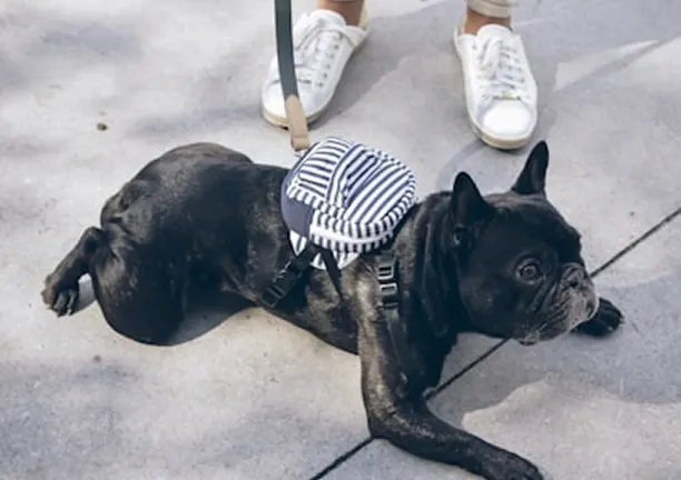 الإكسسوارات