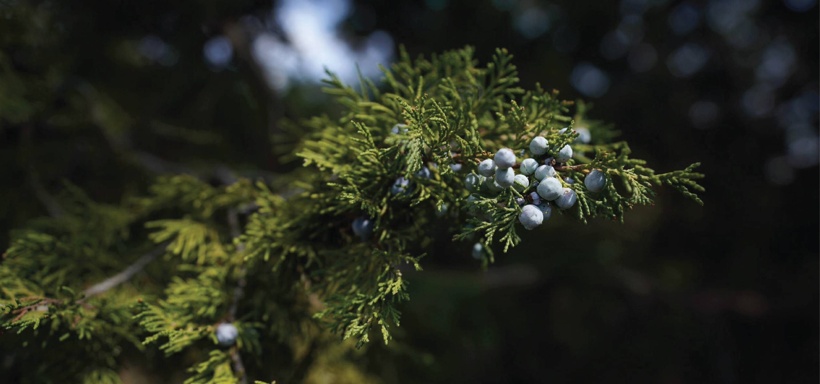 هدايا تذكارية مبتكرة