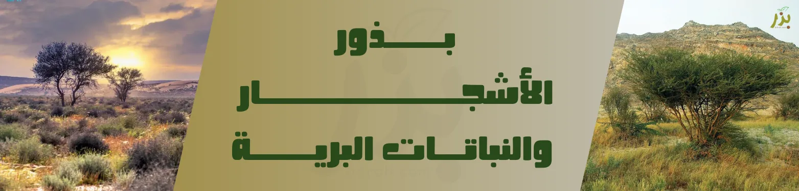 بذور الأشجار والنباتات البرية