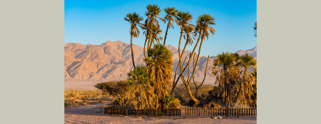 باوباني image-slider-3