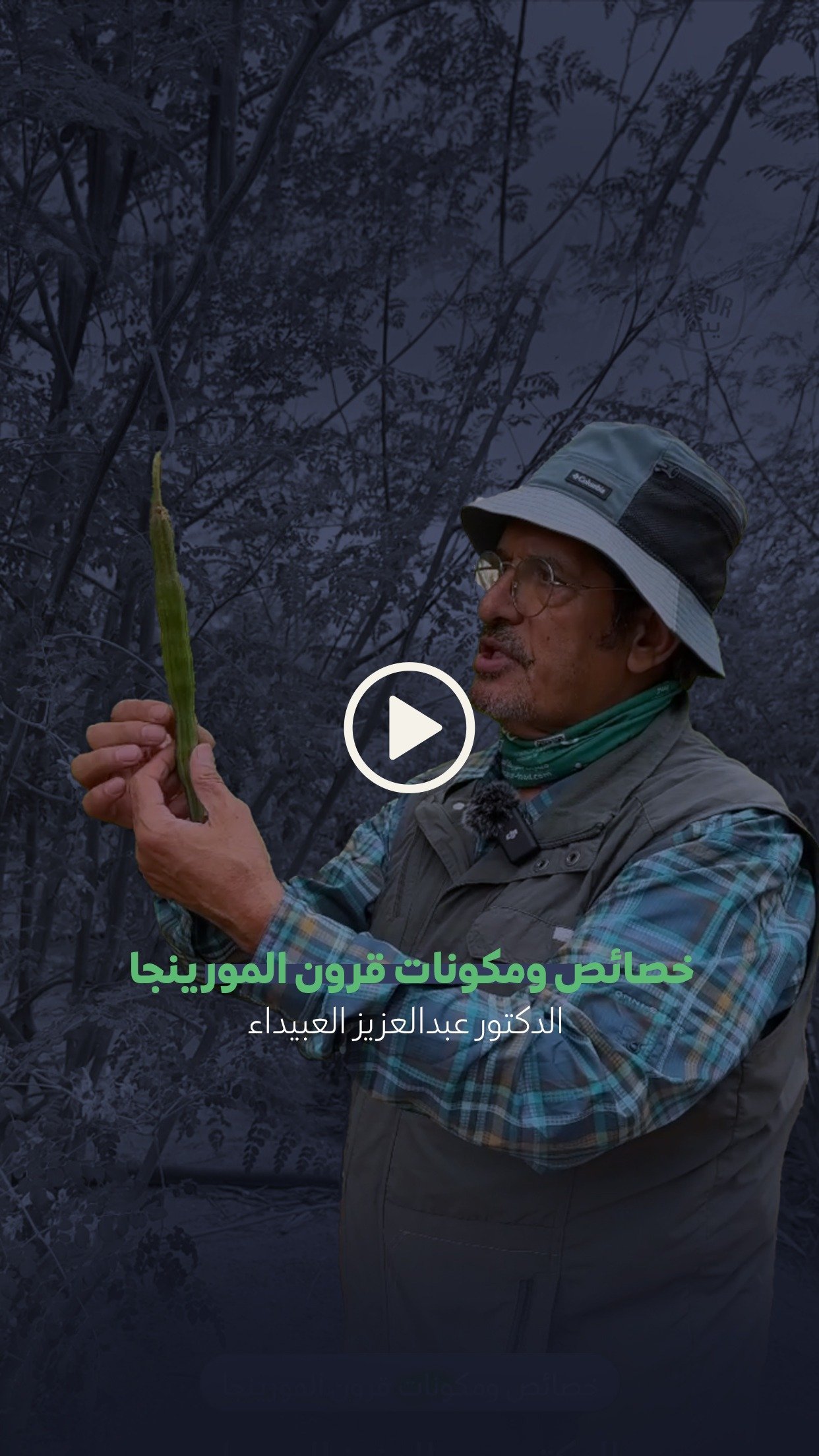 خصائص و مكونات قرون المورينجا