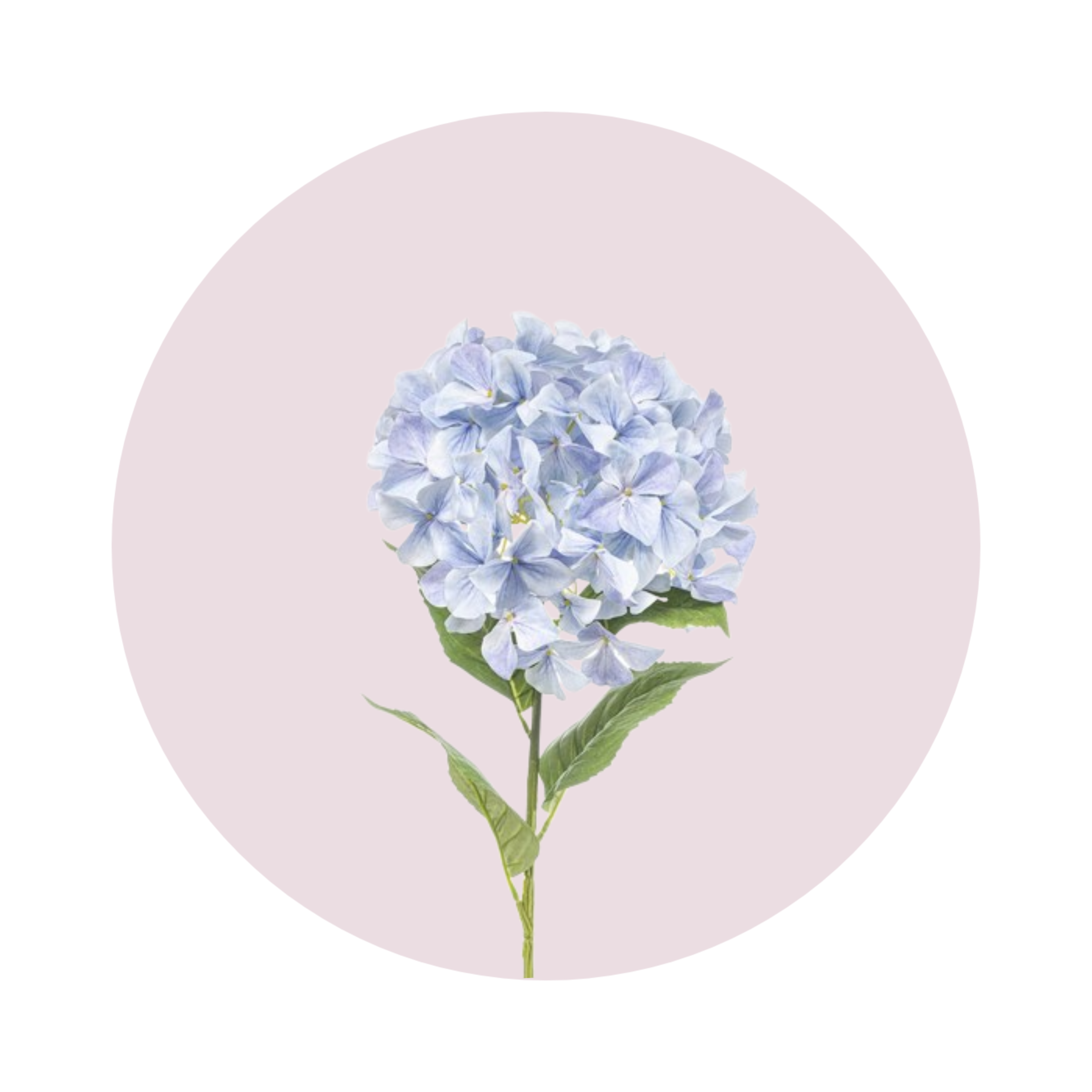 زهرة الهيدرانجيا