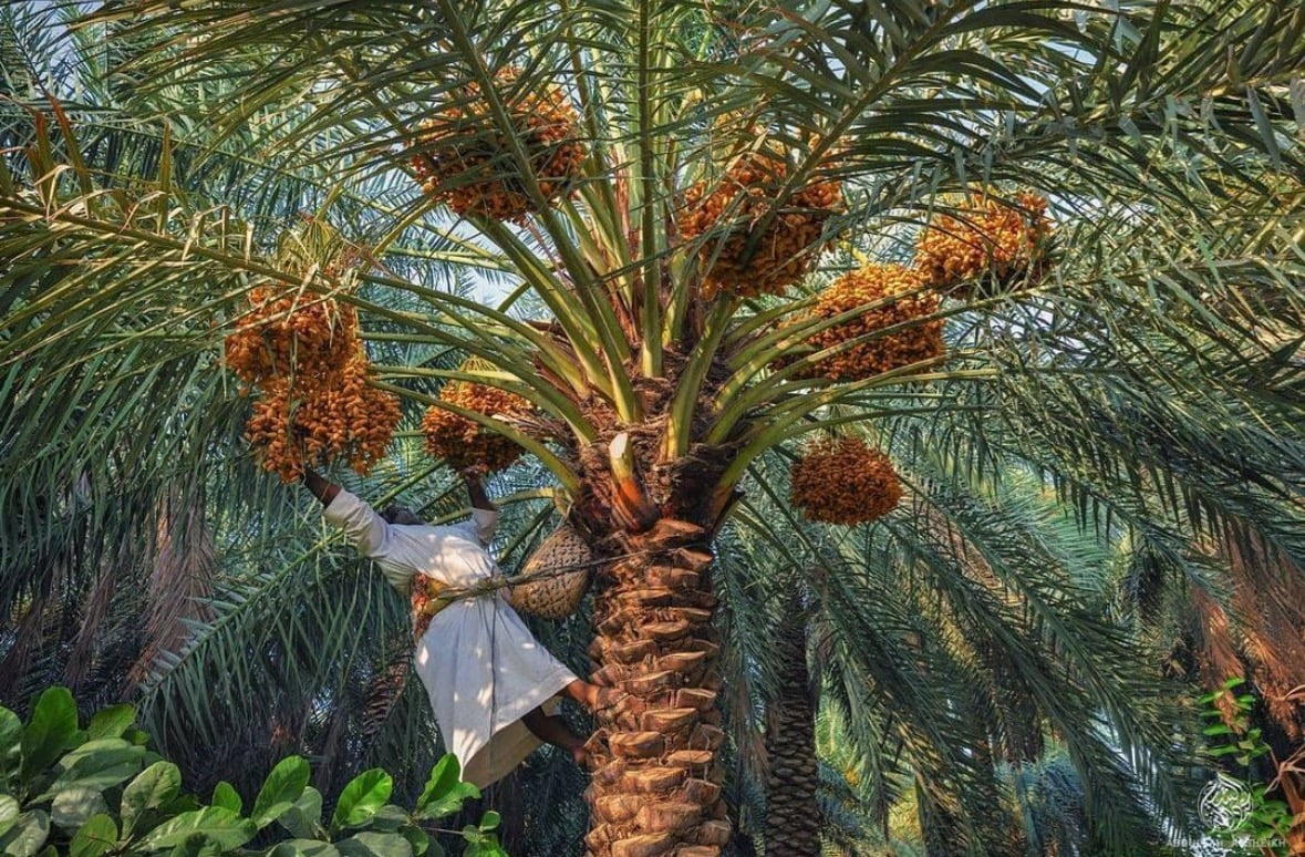 تمور أشقر