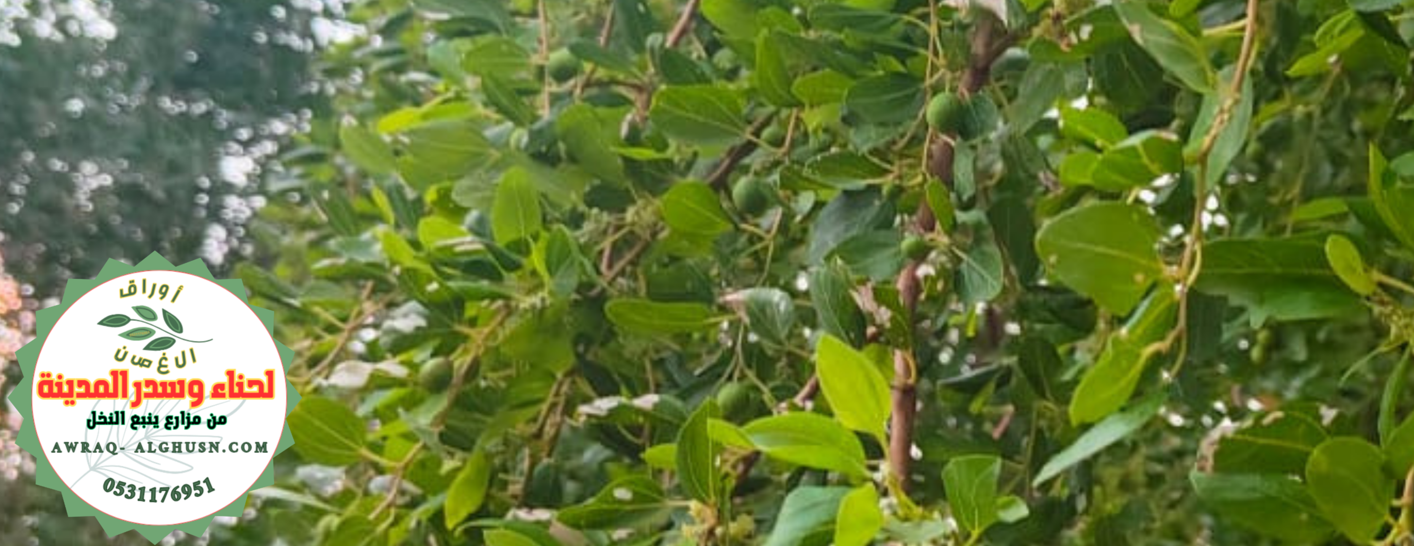 أوراق الغصن 🌿🌿 لحناء وسدر المدينة image-slider-5