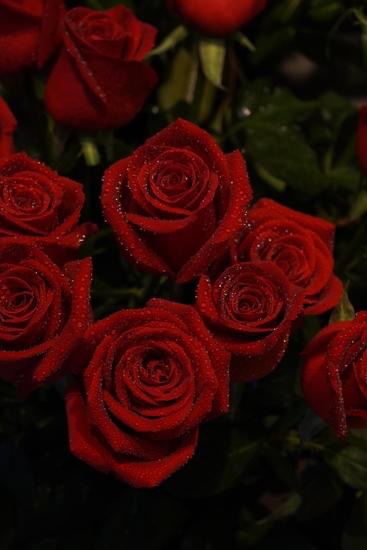 مرام الغامدي