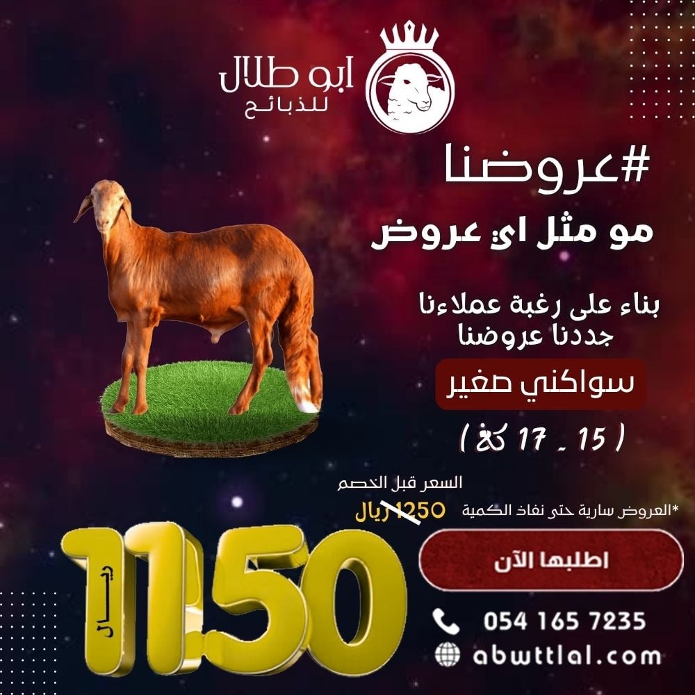 خروف سواكني صغير بـ 1150 ريال فقط !!!