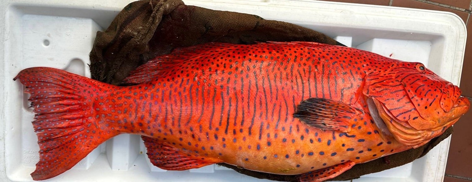 Aljehani fish image-slider-0