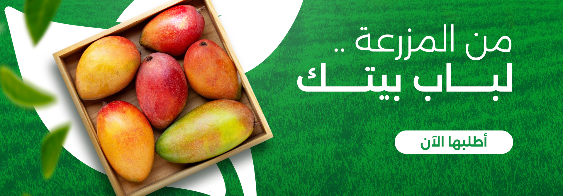 فريشيز FRESHES