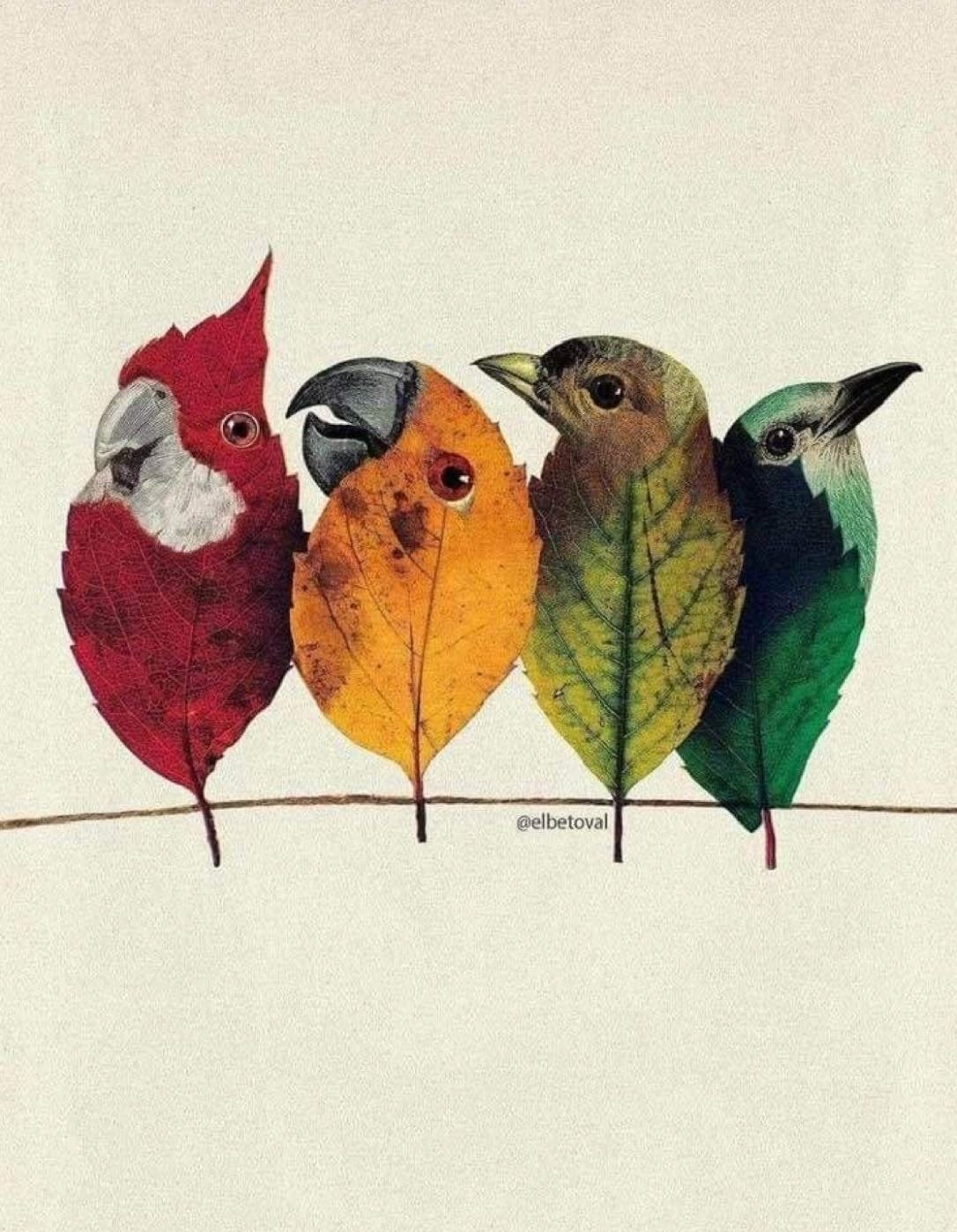 مكافأت الطيور