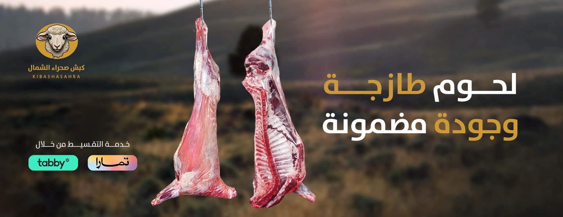 كبش صحراء الشمال image-slider-0