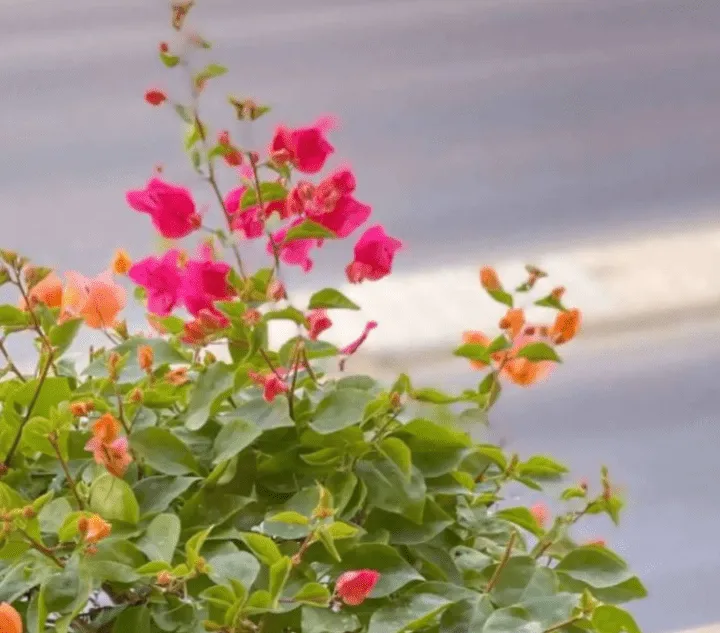 مروة المرواني