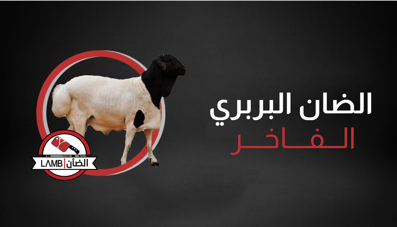 الضان البربري