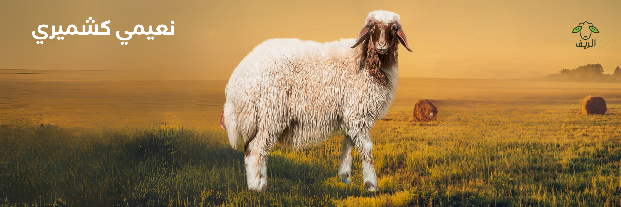 نعيمي كشميري (مبرد)