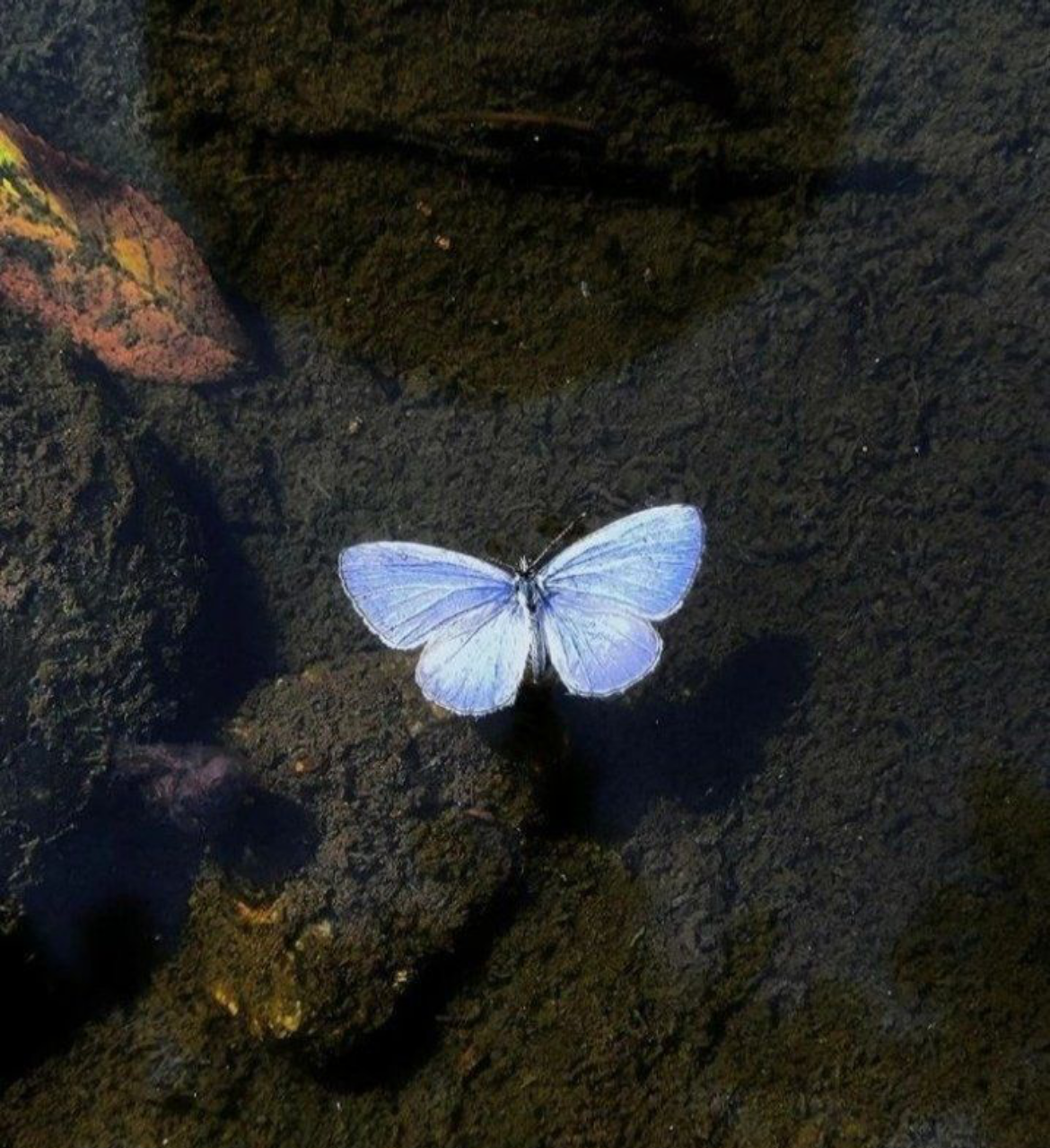 مرام الشهري