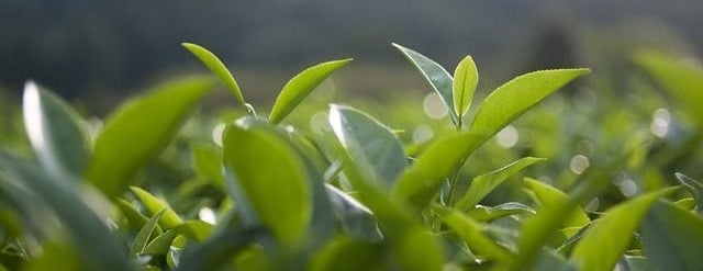 Pure Matcha image-slider-1